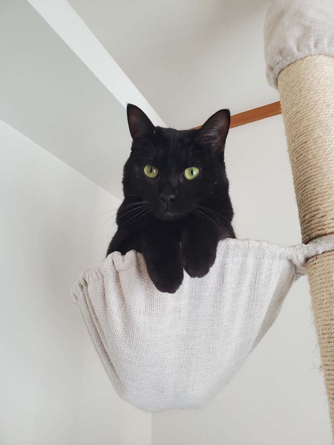黒猫キャットタワー写真