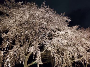 前橋敷島公園の桜満開|前橋花見情報