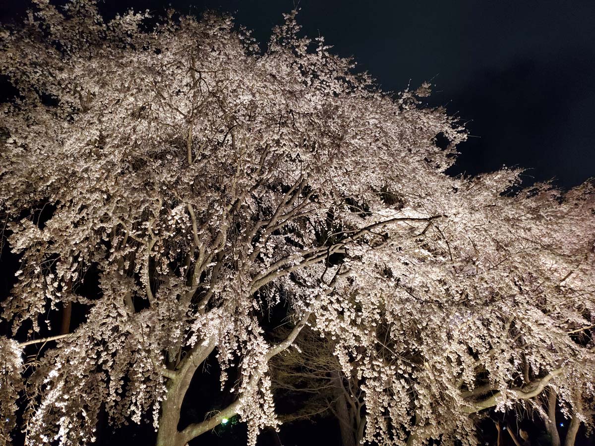 敷島公園夜桜写真１