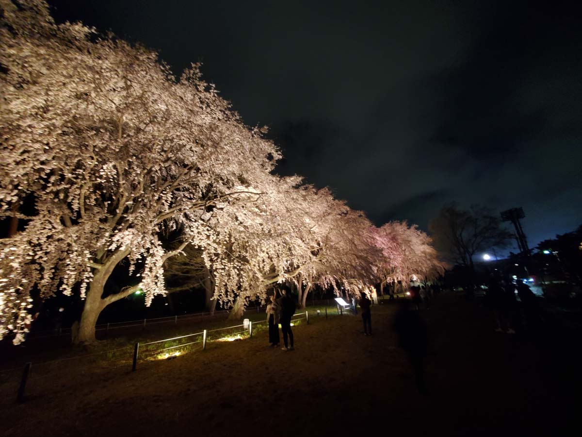 敷島夜桜写真