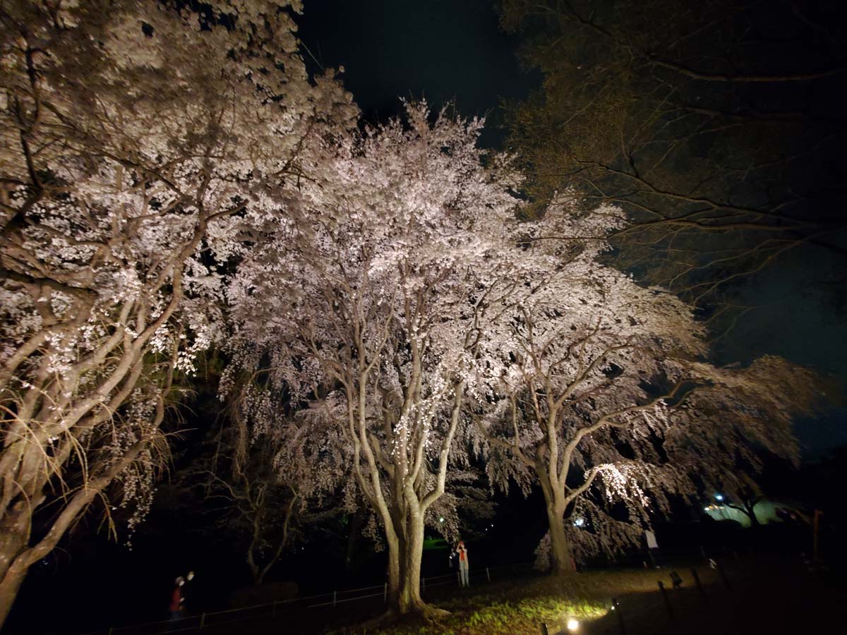 敷島公園綺麗な桜写真